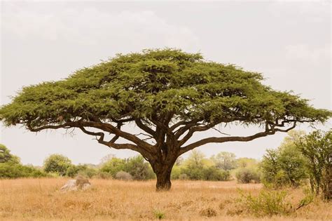 4 Most Common Places Where Acacia Trees Grow Tree Journey