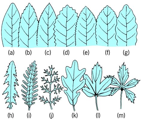 Full Size Picture Leaf Margins Of Various Types