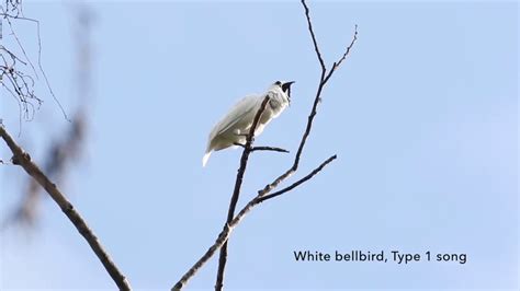 The Amazons White Bellbirds Are The Worlds Loudest Birds Youtube
