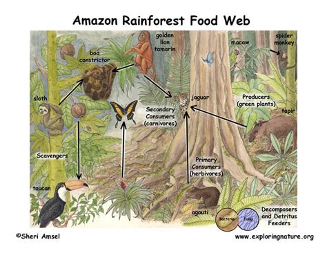 We did not find results for: Food Chains - The Ecosystem of the Amazon Rainforest.