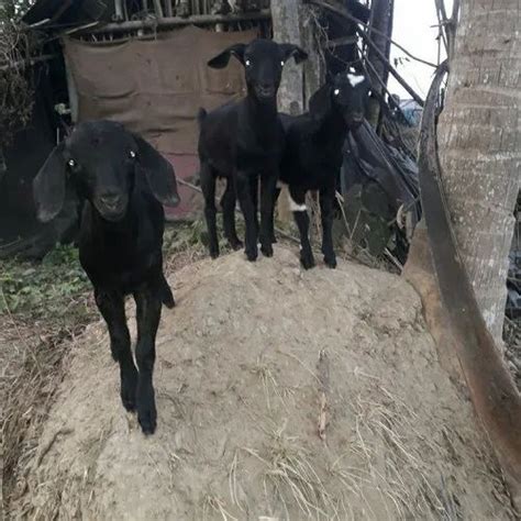 Male Female Khasi Black Bengal Goat Kurbani Meat At Rs 450kg In Kolkata