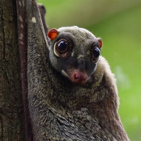 Colugos are arboreal gliding mammals that are native to southeast asia. Sunda Colugo (Maleise vliegende kat) | Weird animals ...