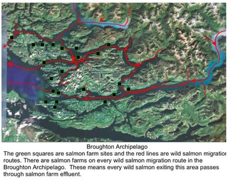 Maps Salmon Farms On Every Migration Route In The Broughton Archipelago