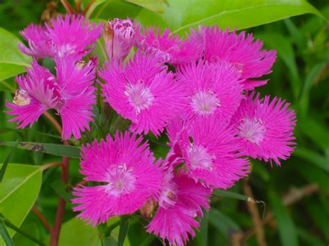 Dianthus | Perennial Dianthus are very dependable. Mar ...