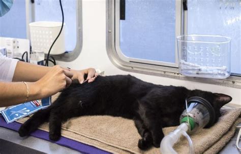 Veterinary Clinics For Feral Cats Cats In Action