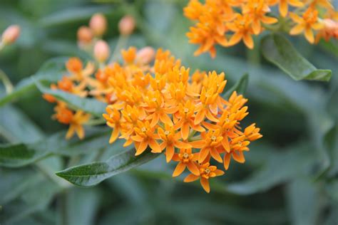 Asclepias Tuberosa Butterfly Weed True Primitives