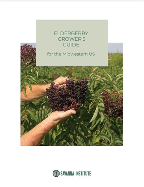 Elderberries Crops And Soils