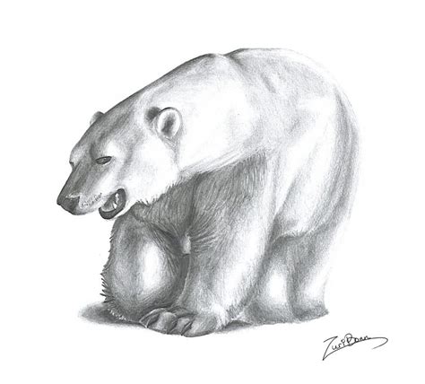 Polar Bear Drawing High Quality Drawing Skill