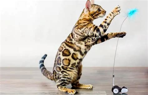 The 16 Best Interactive Cat Toys In 2021