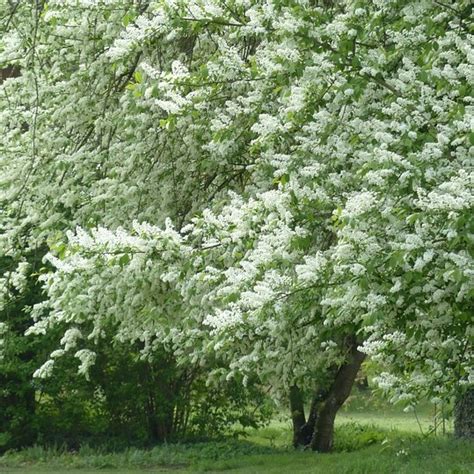 Prunus Padus Yougardener