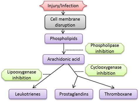 A red, painful, and often swollen area in or on a part of your body: Inflammation - Dr. Rath Research Institute