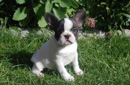 Puppies are 6 weeks old. Healthy Cute French Bulldog Puppies For Sale for Sale in ...
