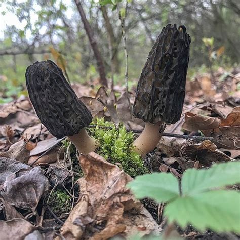 30 G Fresh Black Morel Morchella Elata Mycelium Buy Mushroom Etsy Canada