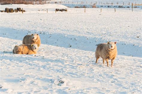 Sheep In The Snow Stock Photo Image Of Landscape Dutch 30019930
