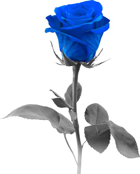 Download Blue Roses Png Blue Rose Png Image With No Background