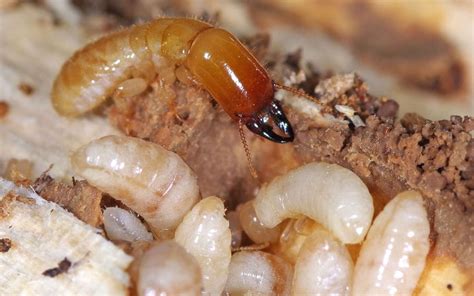 A Guide To Drywood Termite Identification And Treatment Killum Pest