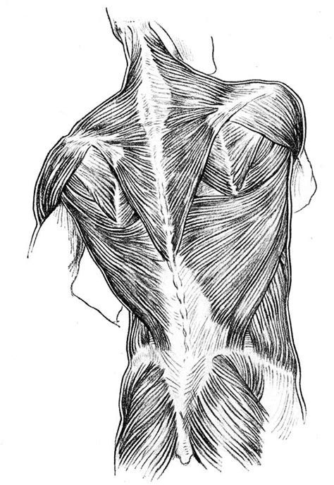 The video lesson will explain the basic drawing of a muscular man body type from the beginning to the full render. Human Anatomy Muscles - Muscles of the Back of the Trunk, Buttock, and Neck | Back stretches ...