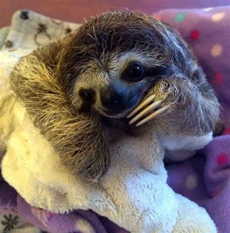 Meet Lunita The Cutest Baby Sloth On Planet Earth Baby Sloth Cute