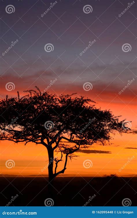 Silhouette Of A Solitary Acacia Tree Against A Bright Orange Sunrise In