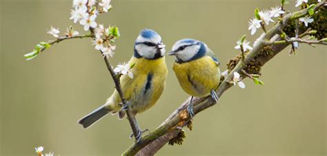 Being Lower In Pecking Order Improves Female Tit Birds Memory
