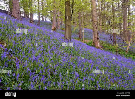 Sloping Bank Of Wild Common Bluebells In Strid Wood Bolton Abbey Part