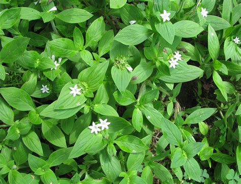 Florida Weeds The Most Common