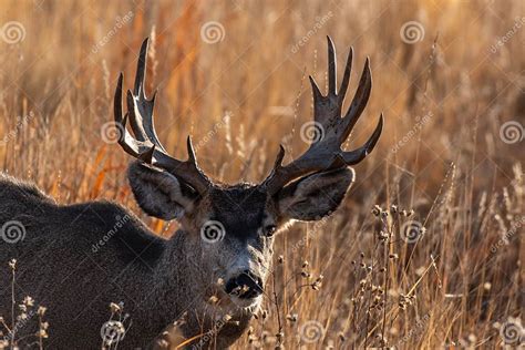 A Mule Deer Buck With Palmated Antlers Stock Image Image Of Deer