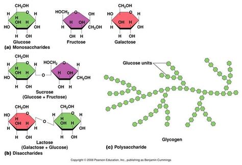 Examples Of Monosaccharides Disaccharides And Polysaccharides
