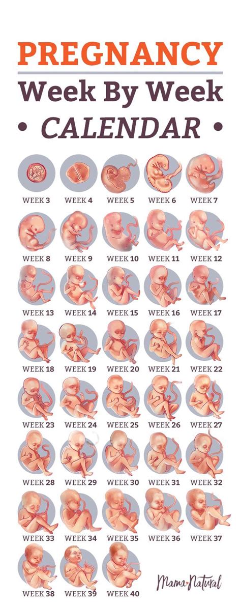 Pregnancy Calendar How Many Weeks Pregnant Mama Natural Pregnancy