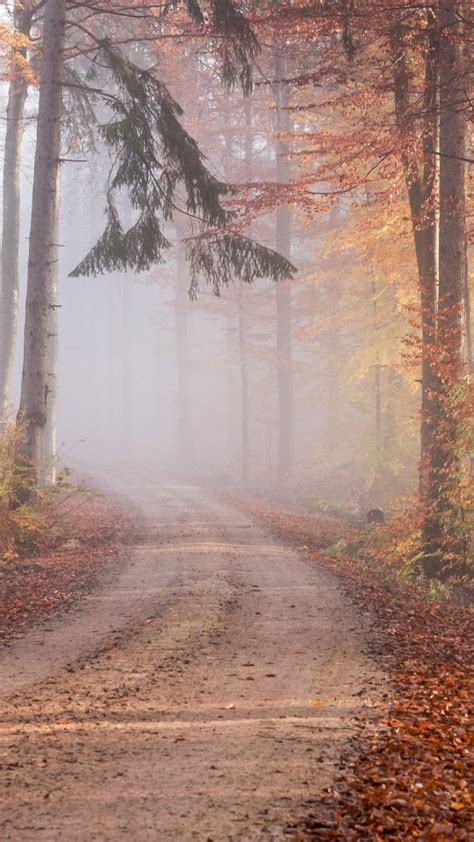 Foliage Forest Path With Fog During Fall 4k Hd Nature Wallpapers Hd
