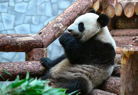 Fossil Discovery Solves Mystery Of How Pandas Became Vegetarian