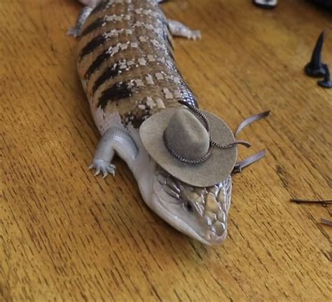 Cute Blue Tongue Skink With Cowboy Hat