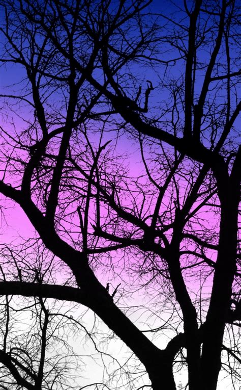 Download 950x1534 Wallpaper Purple Sky Sunset Silhouette Tree