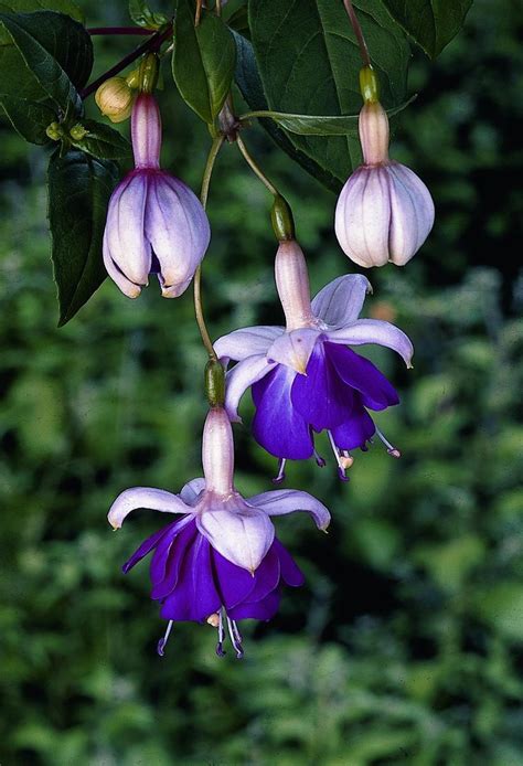 1000 Images About Flowers ~ Fuchsias On Pinterest Hanging Baskets