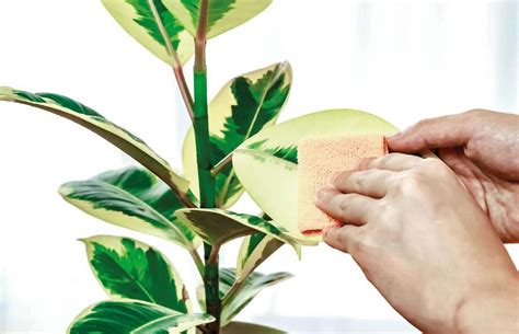 Regola necessaria se si hanno delle piante grasse da appartamento; Come Curare Le Piante Da Appartamento