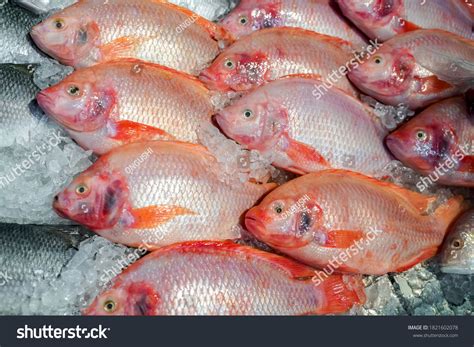 Red Nile Tilapia Grade Fresh Farm Stock Photo 1821602078 Shutterstock