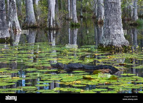 Usa South Carolina Cypress Gardens Alligator Rests On Log In Swamp