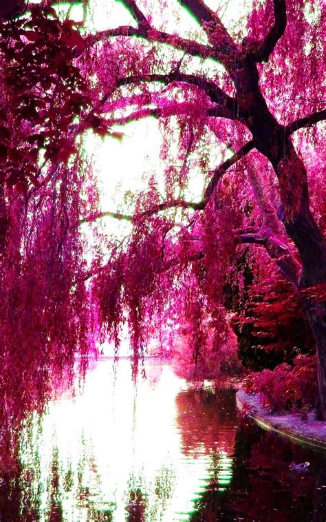 Free Download Pink Trees Pink Color Photo 23859638 2560x1707 For Your
