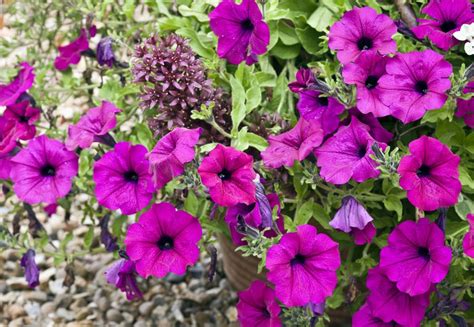 Annual Plants vs. Perennials and How to Use Them
