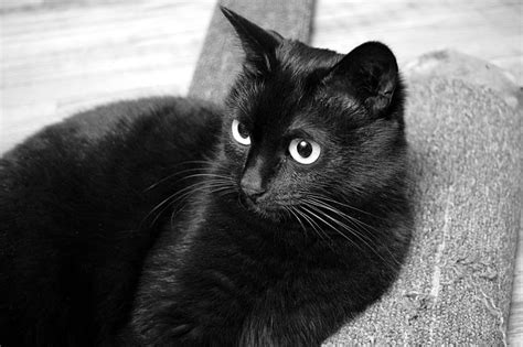 Free Photo Cat Black Cat View Pet Black Cat Person Fur Hippopx