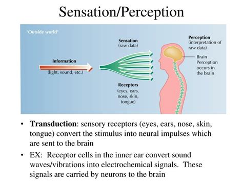 Ppt Basic Principles Of Sensation And Perception Powerpoint