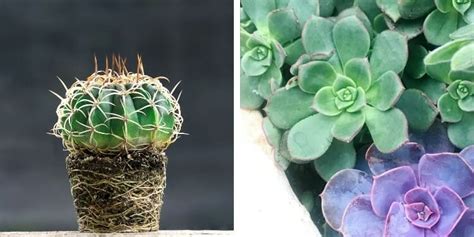 Whats The Difference Between Cactus And Succulents Grow Your Yard