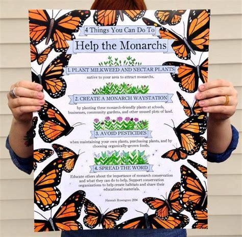 Helping Monarch Butterflies Butterfly Lady