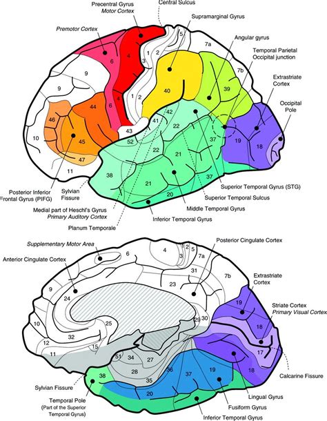 Medial Temporal Lobe Brain Science Nervous System Anatomy Neurology