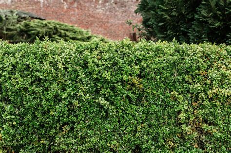 13 Best Shrubs For Making Hedges