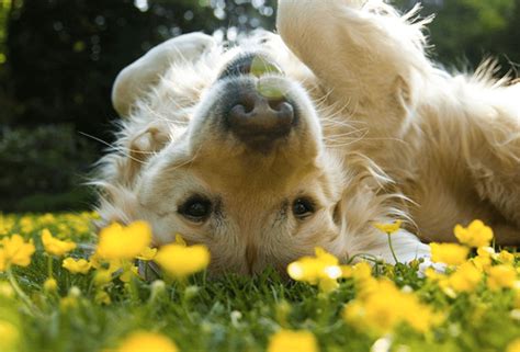 Springtime Dog Wallpapers Top Free Springtime Dog Backgrounds