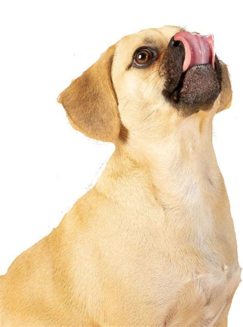 How Much Is A Puggle Puppy And Adult Dog With Calculator Petbudget