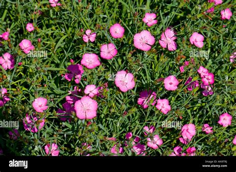 Dianthus Superbus L Fringed Pink Large Pink Plant Garden Flower