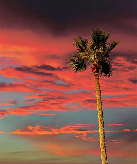 Palm Tree On Tropical Sunset Photograph By Darryl Brooks Pixels
