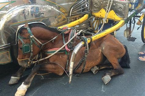 Horse Suffers Broken Leg After Being Hit By Bus In Manila Abs Cbn News
